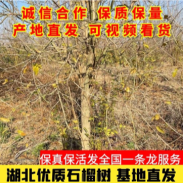 【牛商推荐】宜城石榴树大量现货现挖现发成活率高