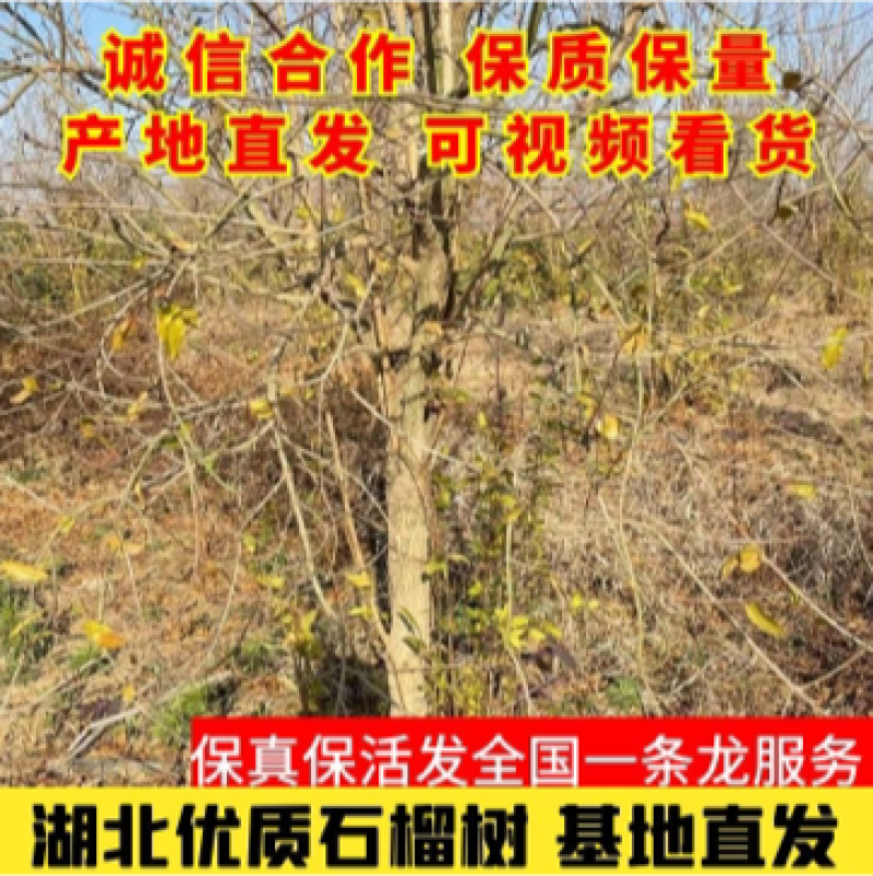 【牛商推荐】宜城石榴树大量现货现挖现发成活率高