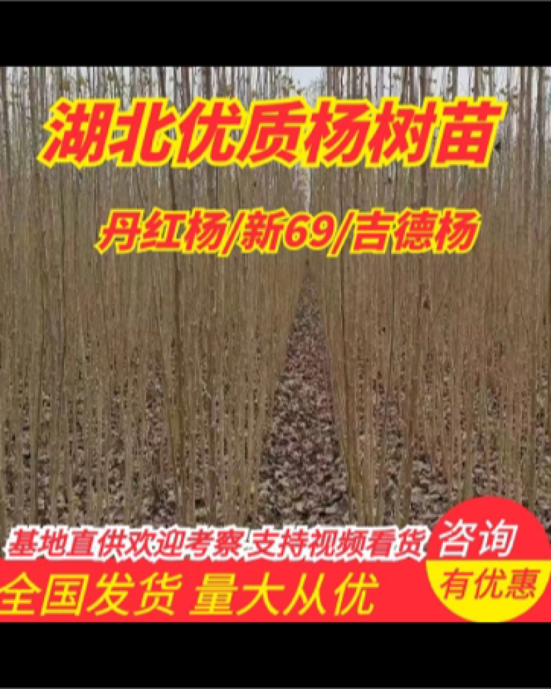 白杨树苗大量有货，107/新69/丹红杨欢迎致电订购