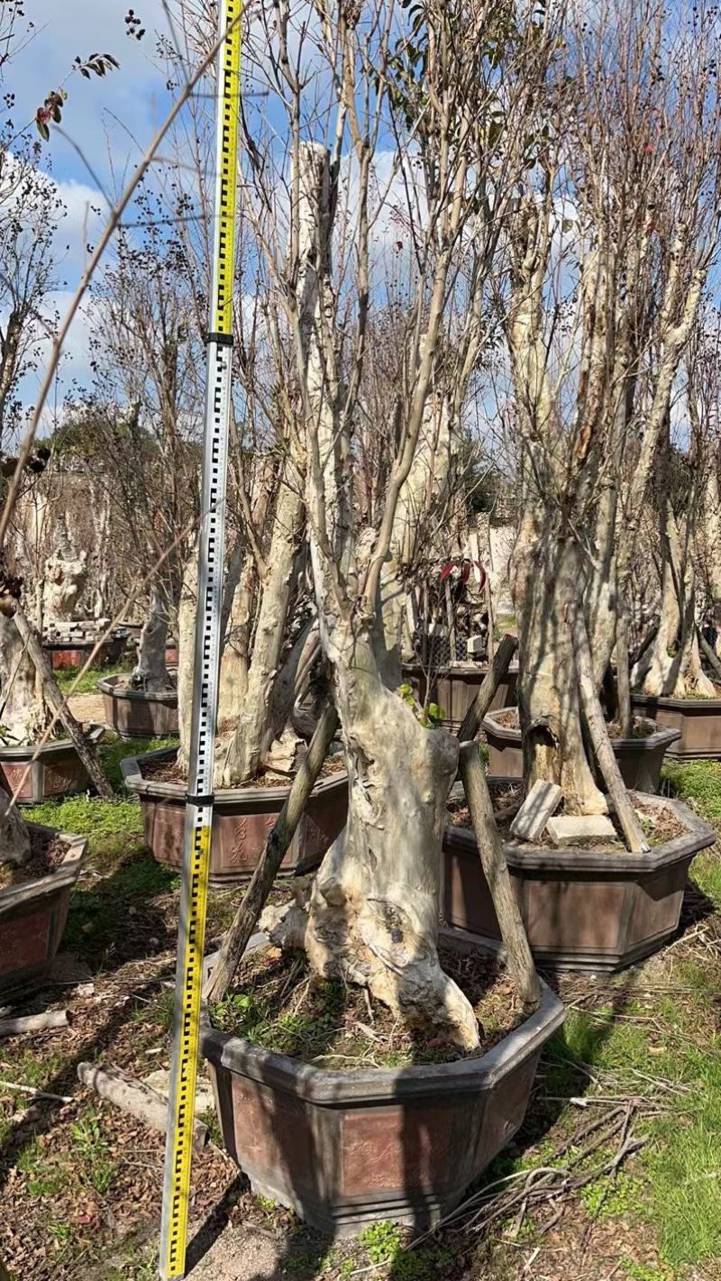 80-110盆紫薇桩头盆景基地现货各种规格都有
