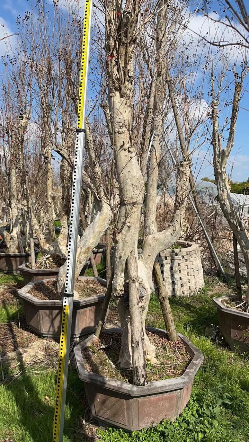80-110盆紫薇桩头盆景基地现货各种规格都有