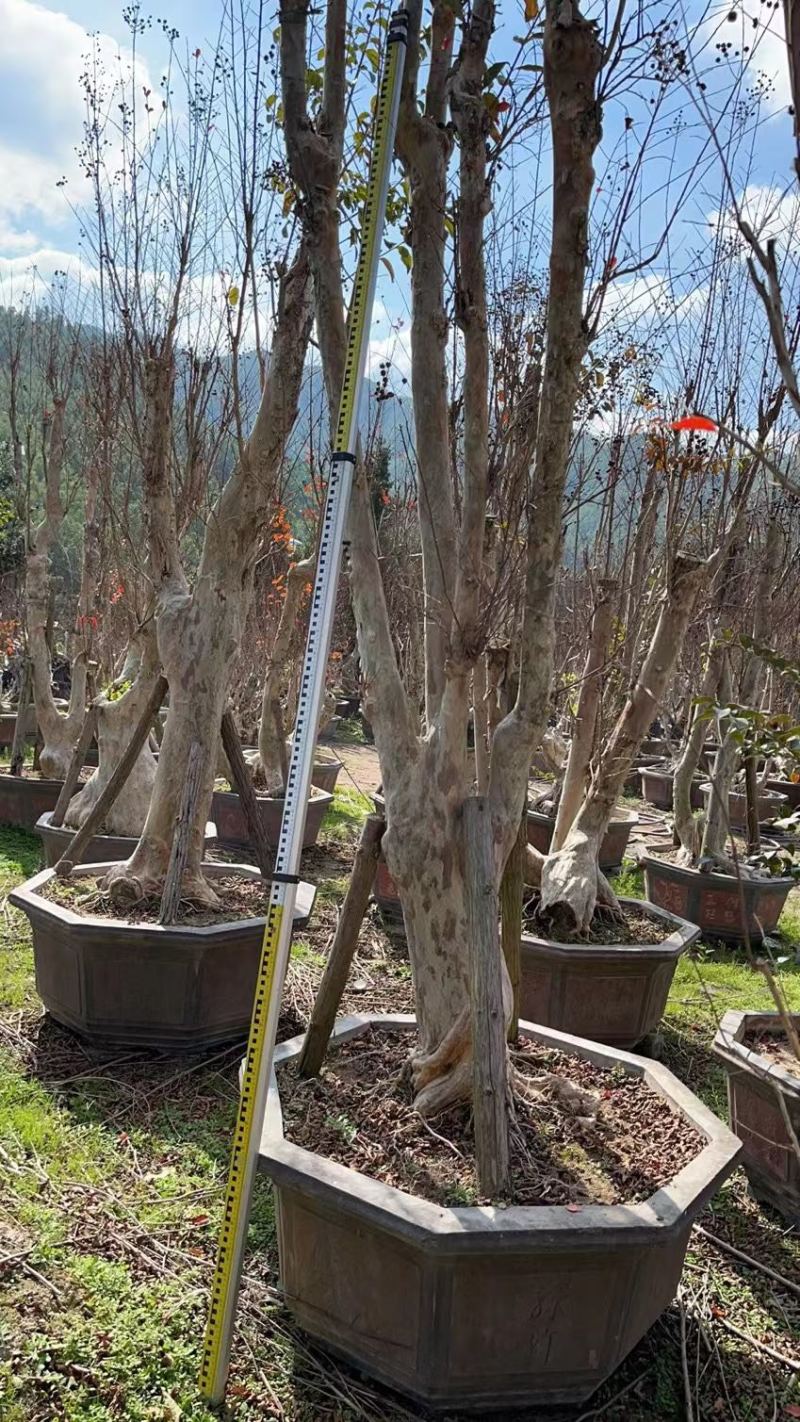 80-110盆紫薇桩头盆景基地现货各种规格都有