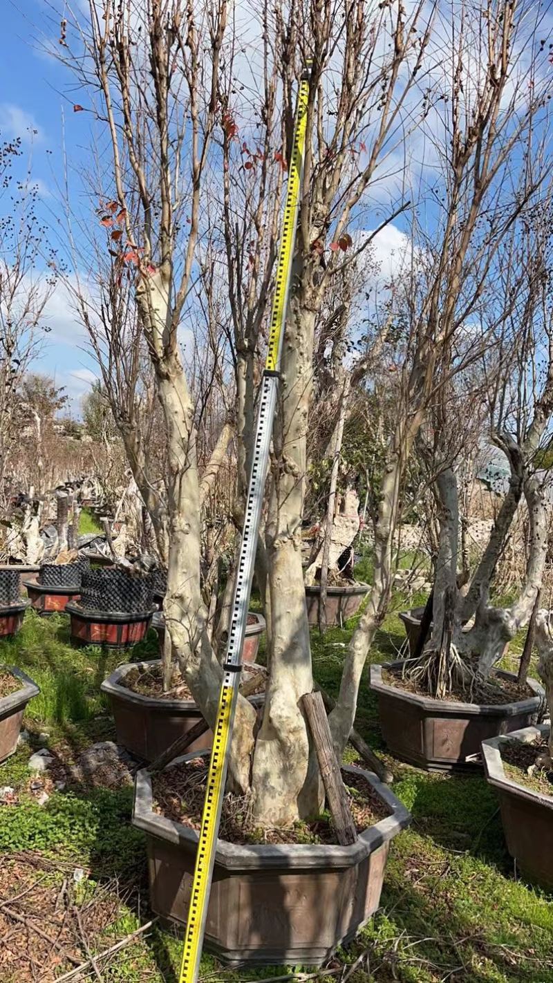 80-110盆紫薇桩头盆景基地现货各种规格都有