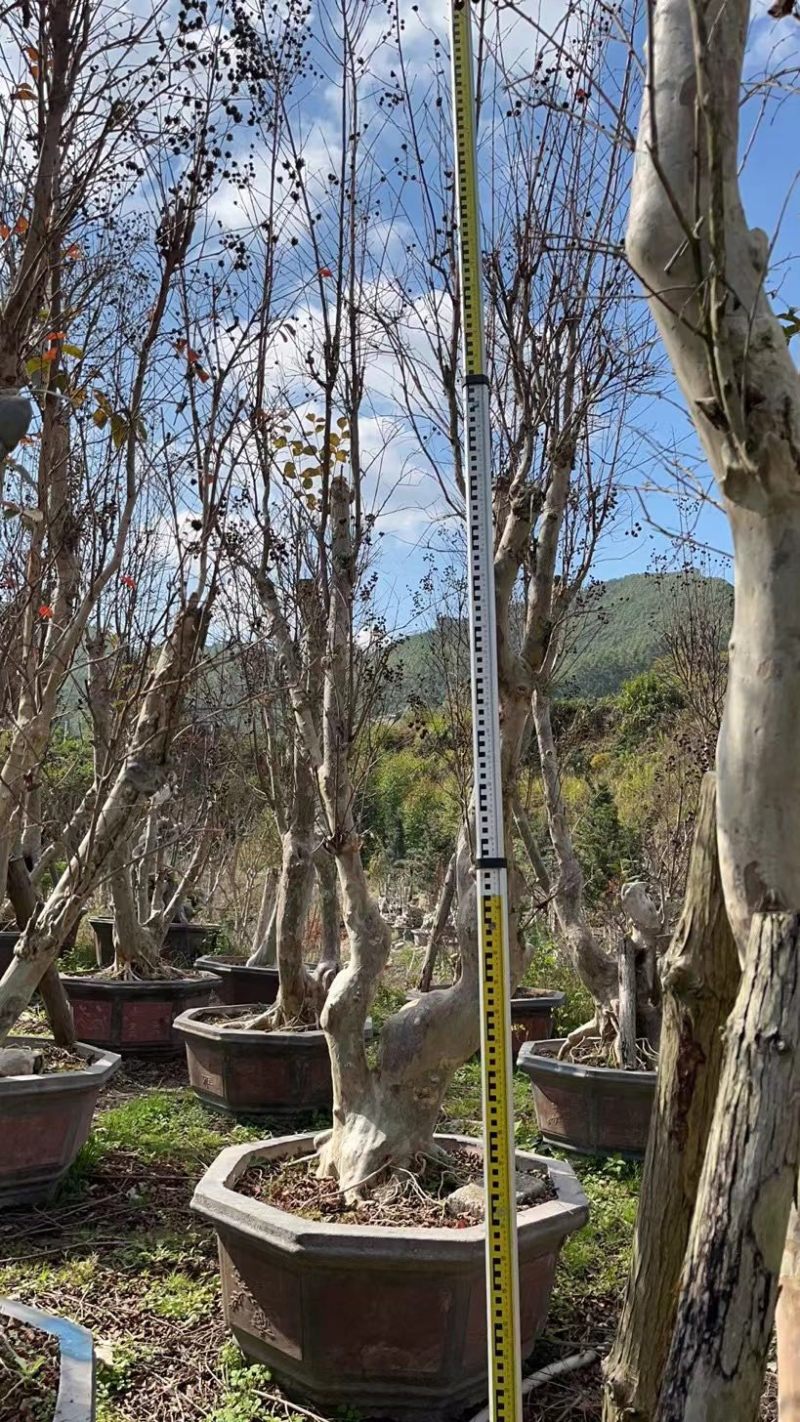 80-110盆紫薇桩头盆景基地现货各种规格都有