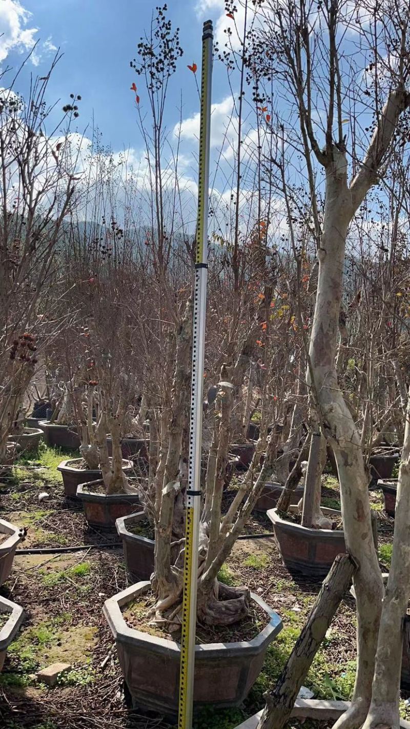 80-110盆紫薇桩头盆景基地现货各种规格都有