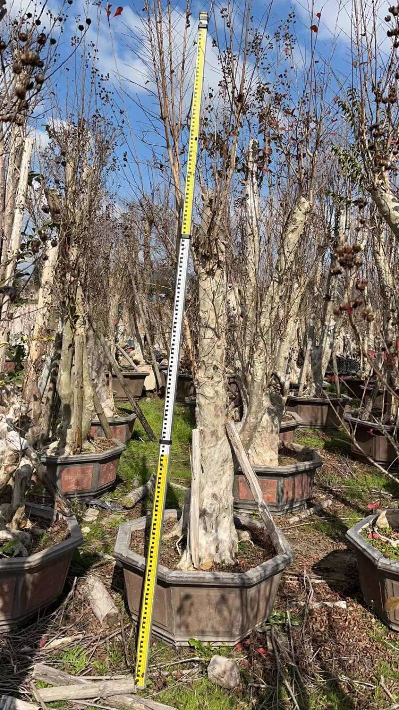 80-110盆紫薇桩头盆景基地现货各种规格都有