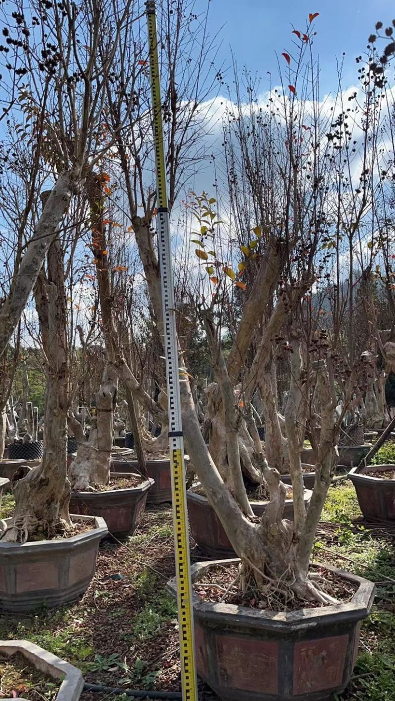 80-110盆紫薇桩头盆景基地现货各种规格都有
