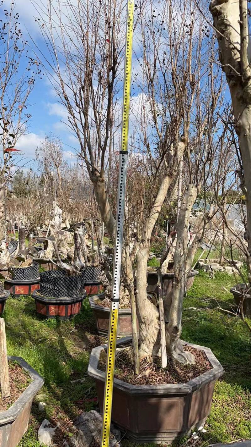 80-110盆紫薇桩头盆景基地现货各种规格都有