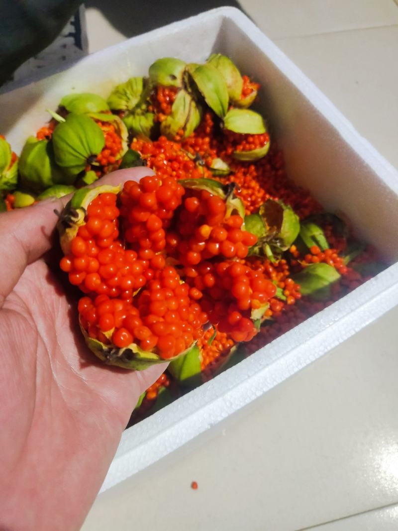 云南滇重楼矮杆多芽的发芽率90%以上提供种植技术