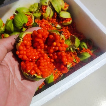 云南滇重楼矮杆多芽的发芽率90%以上提供种植技术