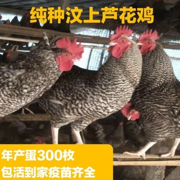 汶上纯种芦花鸡成鸡下蛋鸡