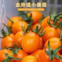 【市场批发】福建超甜黄金新鲜圣女果小番茄千禧果西红柿