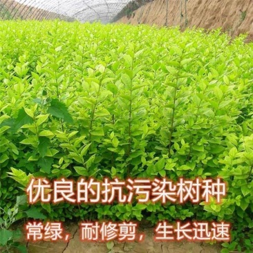大叶女贞种子小叶女贞种子金叶女贞种子女贞种子工程绿化