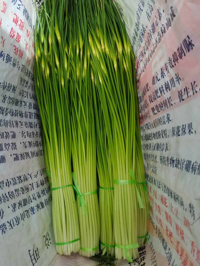 云南曲靖麒麟区越州镇本地精品白帽蒜苔现在刚刚上市