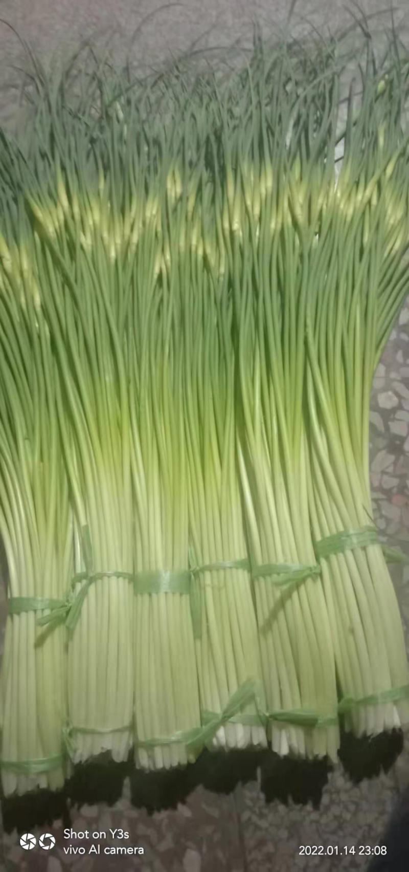 云南曲靖麒麟区越州镇本地精品白帽蒜苔现在刚刚上市