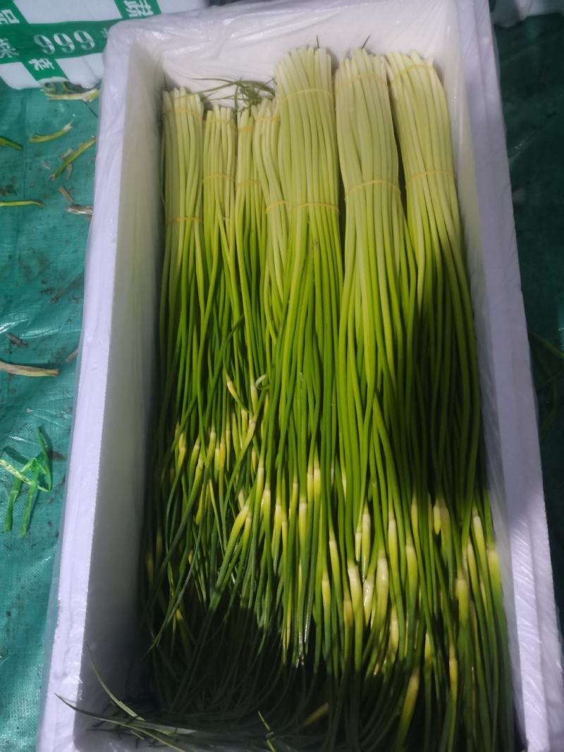 云南曲靖麒麟区越州镇本地精品白帽蒜苔现在刚刚上市