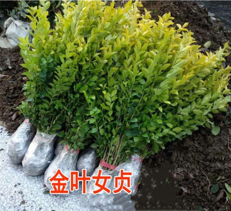 大叶女贞种子小叶女贞种子金叶女贞种子女贞种子工程绿化