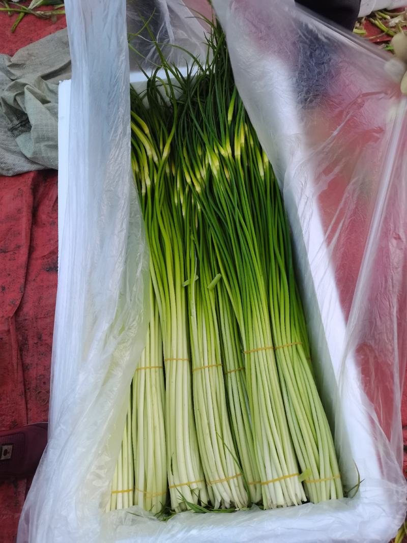 云南曲靖麒麟区越州镇本地精品白帽蒜苔现在刚刚上市