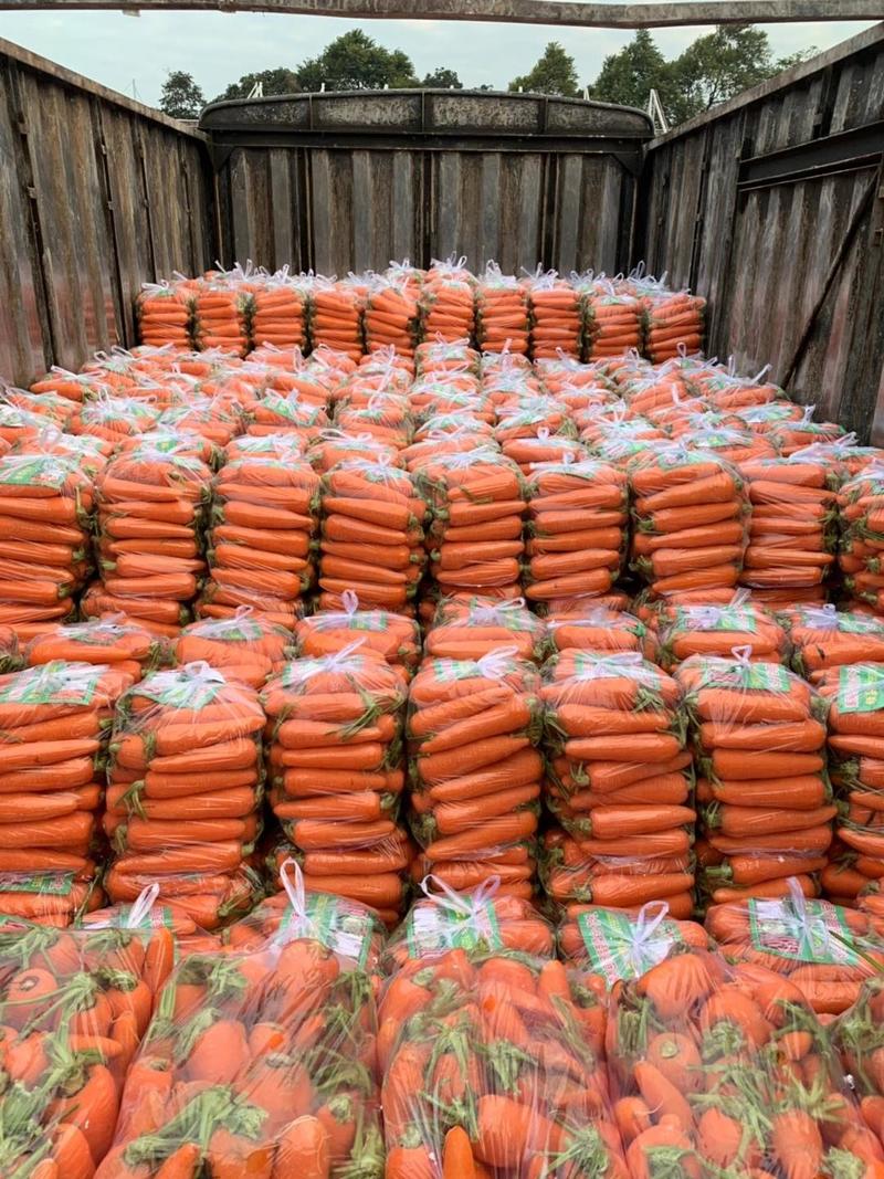 福建漳州胡萝卜大量上市，欢迎广大老板前来采购！！！