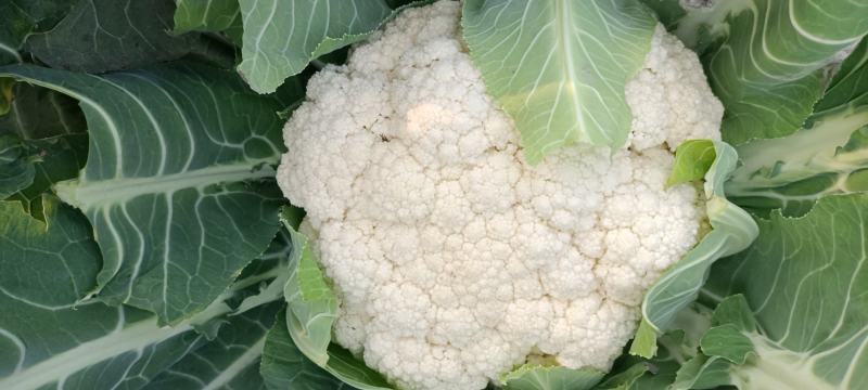 精品有机花菜大量上市