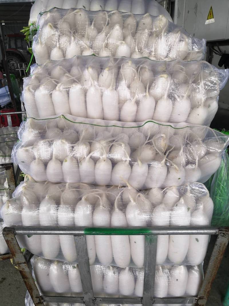白萝卜