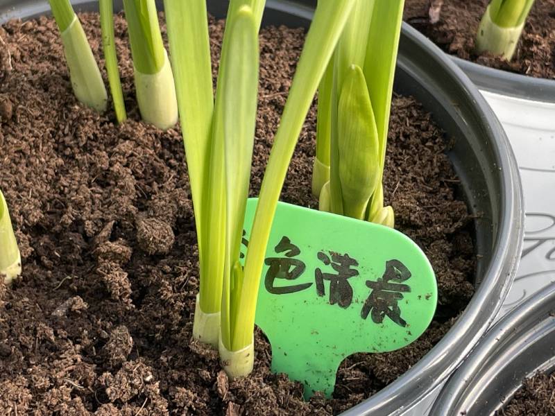 年宵花～洋水仙盆栽～金色清晨～带苞发货～2盆包邮