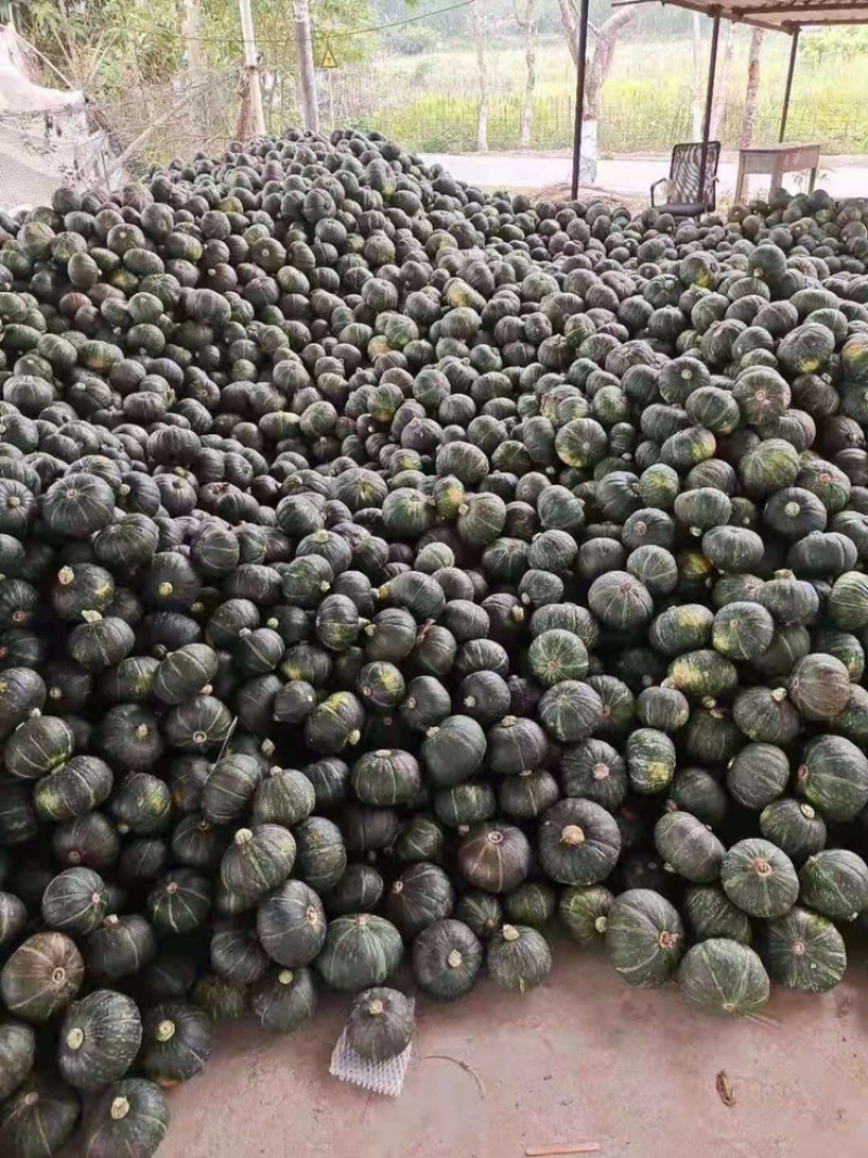 云南西双版纳.贝贝南瓜大量上市对接市场超市电商加工厂
