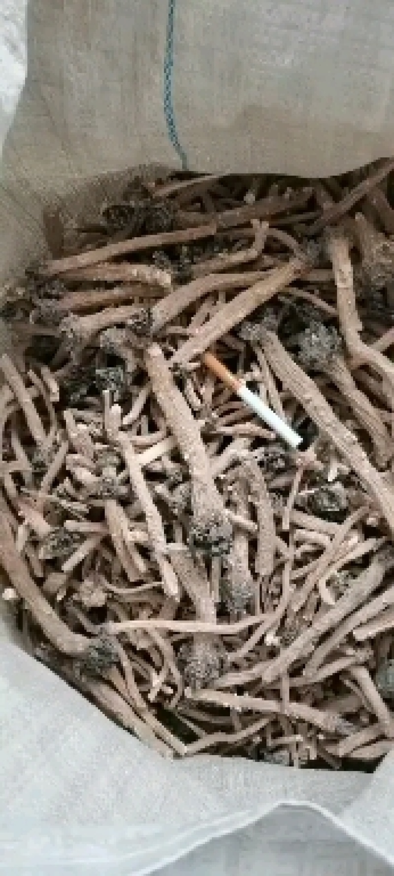 甘肃板蓝根