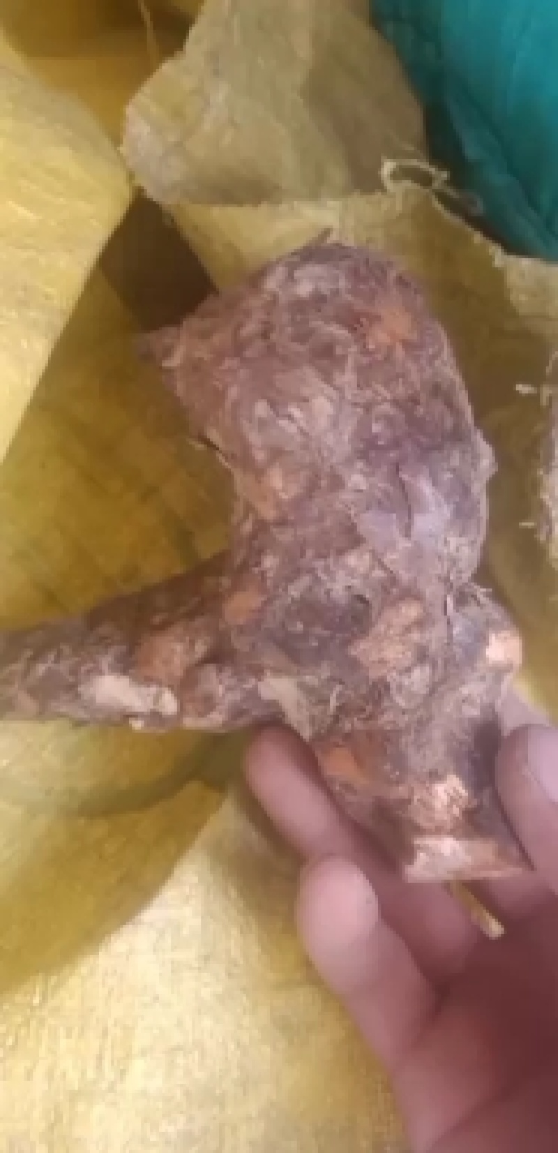 白肉粉质土茯苓