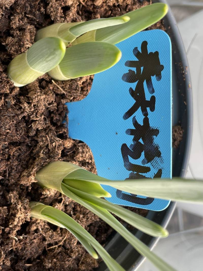 年宵花～洋水仙盆栽～春天检阅～春节开花～带苞发货～2盆包