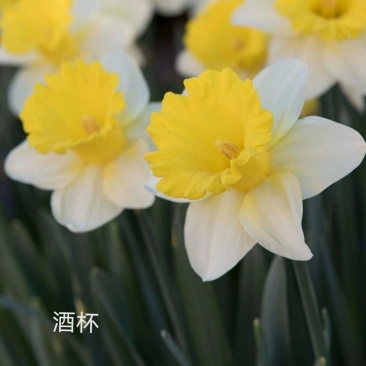 年宵花～洋水仙盆栽～酒杯～春节开花～带苞发货～2盆包邮
