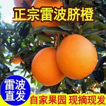 【推荐】雷波脐橙，香甜化渣，可零售可批发