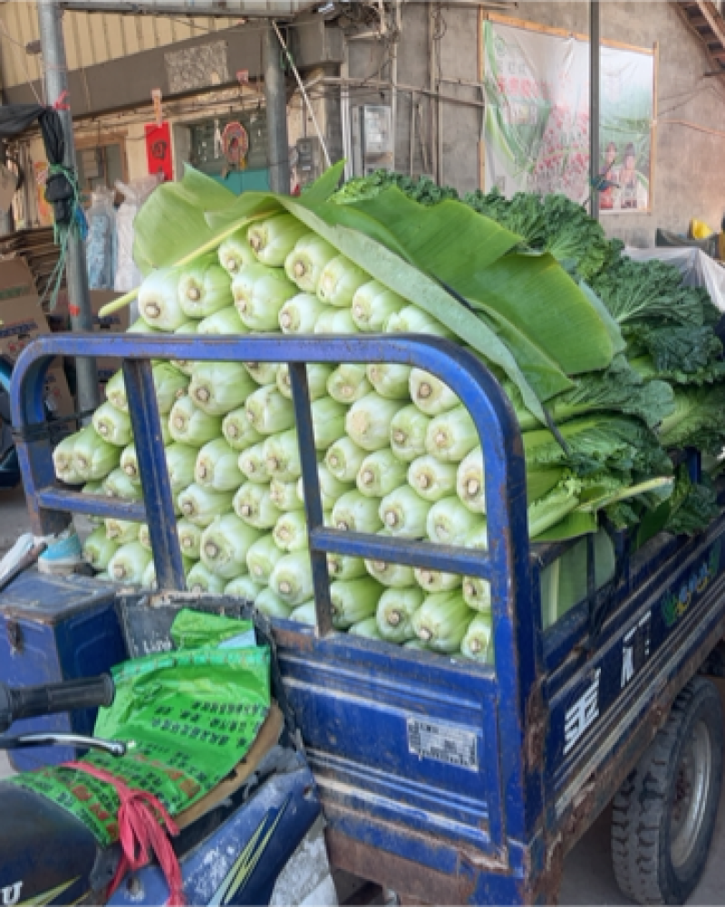 大白菜！个头大！新鲜青绿！每天货源充足！