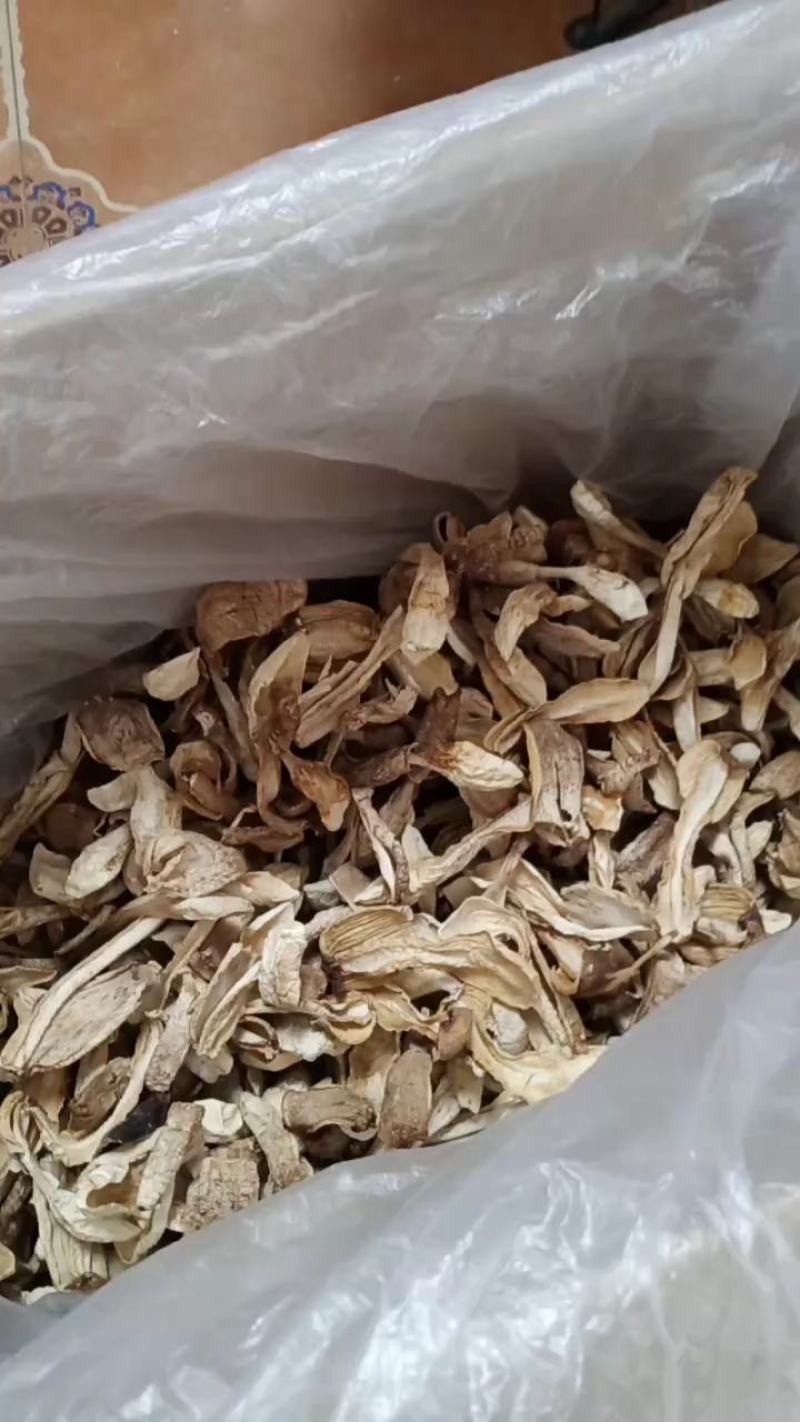 自种鸡腿菇干货，质优价廉