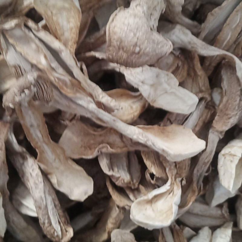 自种鸡腿菇干货，质优价廉