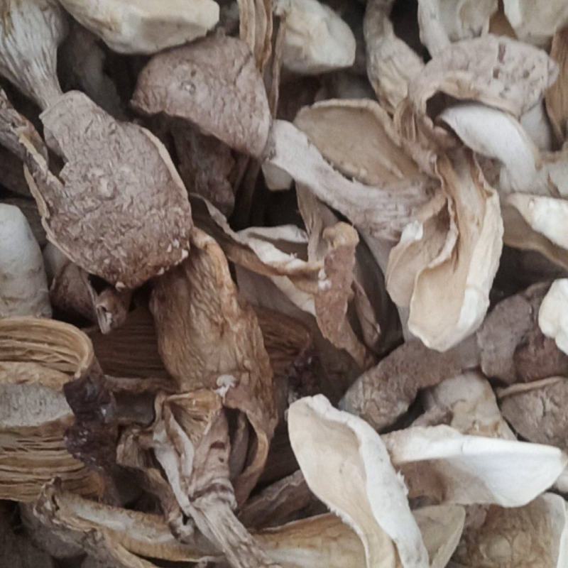 自种鸡腿菇干货，质优价廉