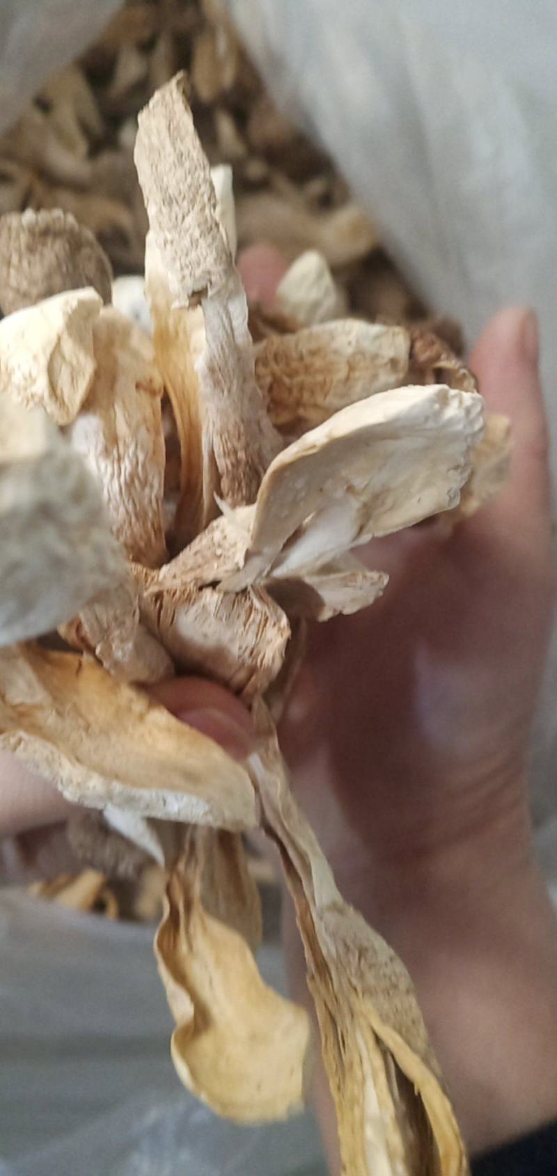自种鸡腿菇干货，质优价廉