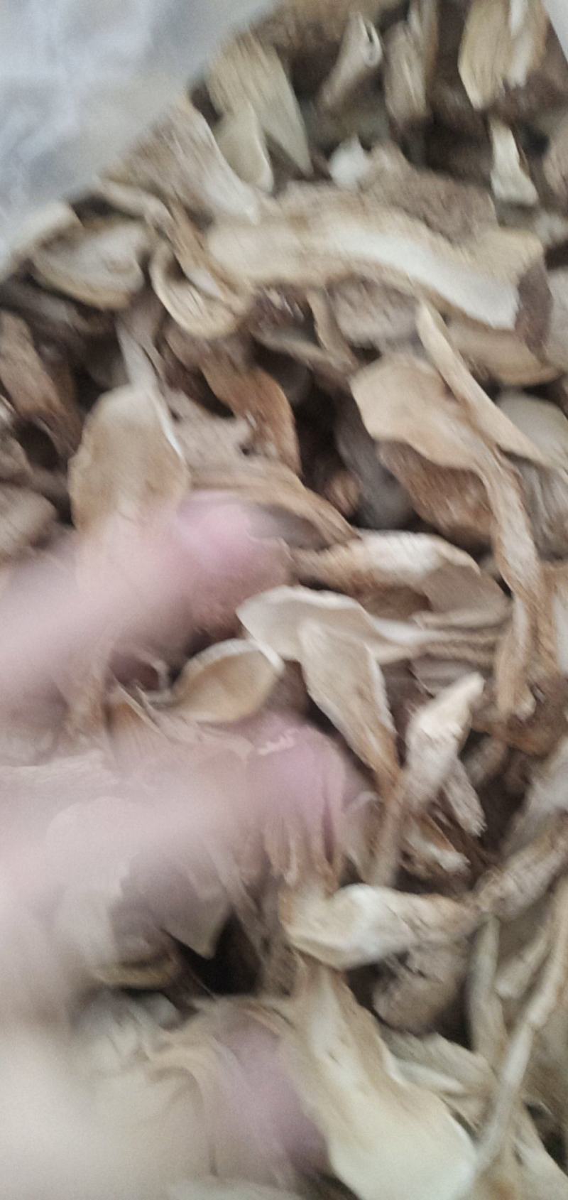 自种鸡腿菇干货，质优价廉