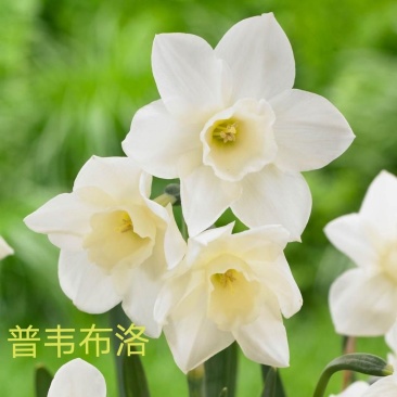 年宵花~洋水仙～普韦布洛～春节开花～带苞发货～馈赠佳品