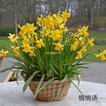 年宵花～洋水仙～悄悄话～春节开花～带苞发货～2盆包邮