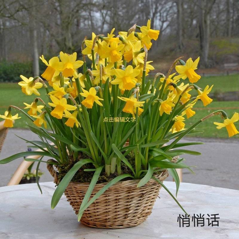 年宵花～洋水仙～悄悄话～春节开花～带苞发货～2盆包邮