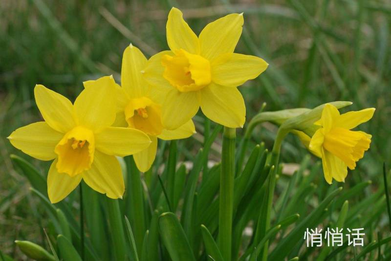 年宵花～洋水仙～悄悄话～春节开花～带苞发货～2盆包邮