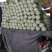北京三号白菜，冬储北京三号白菜，大量现货
