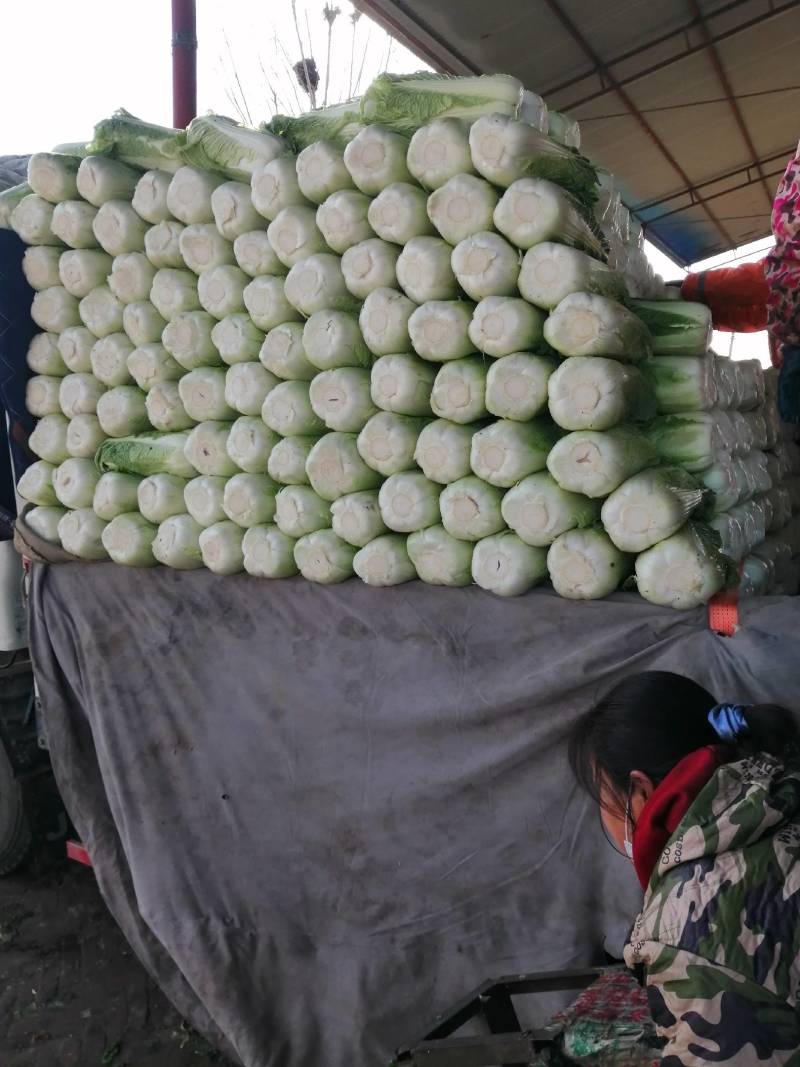 北京三号白菜，冬储北京三号白菜，大量现货