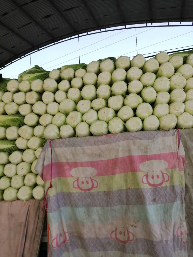 北京三号白菜，冬储北京三号白菜，大量现货