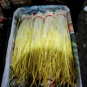 山东头茬蒜黄，新鲜现割，产地货源，50到60厘米，可代发