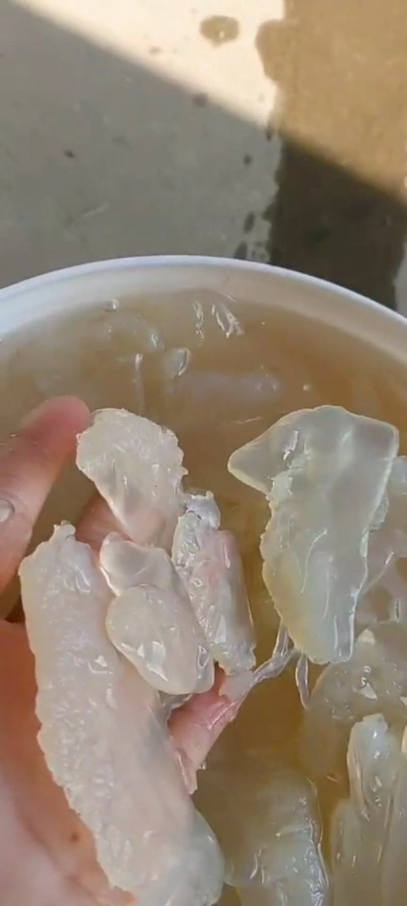 海蜇头
