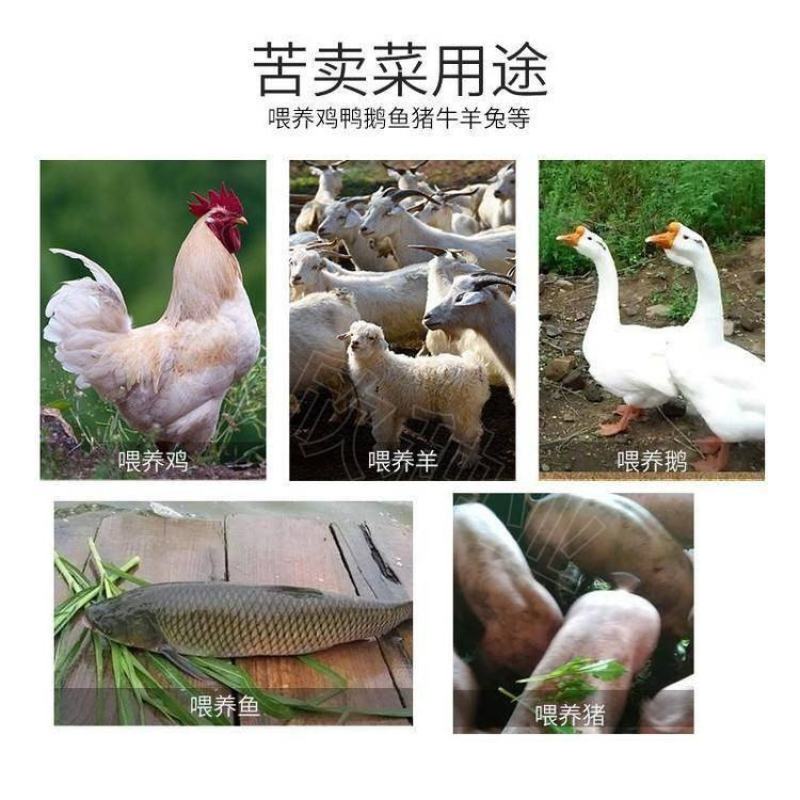 饲用苦荬菜种子牧草籽牛羊鸡鸭鹅兔鱼猪草买卖麦麻南北方包邮