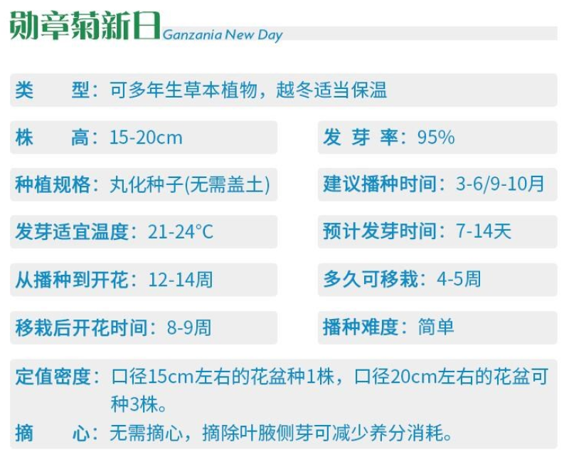 勋章菊种子观赏复色草花花色鲜艳四季播种室内阳台种植