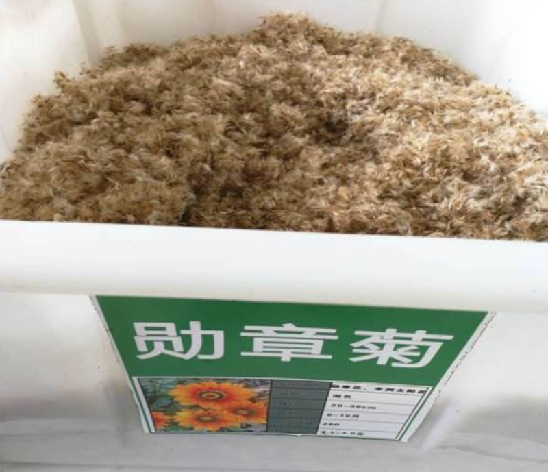 勋章菊种子观赏复色草花花色鲜艳四季播种室内阳台种植